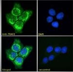 TRAF2 Antibody in Immunocytochemistry (ICC/IF)