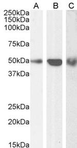 TRAF2 Antibody in Western Blot (WB)