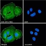 IBA1 Antibody in Immunocytochemistry (ICC/IF)