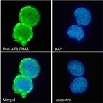 IBA1 Antibody in Immunocytochemistry (ICC/IF)