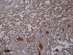 IBA1 Antibody in Immunohistochemistry (Paraffin) (IHC (P))