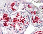 IBA1 Antibody in Immunohistochemistry (Paraffin) (IHC (P))