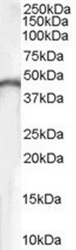 Creatine Kinase BB Antibody in Western Blot (WB)