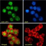 LEF1 Antibody in Immunocytochemistry (ICC/IF)