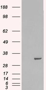 Syntaxin 6 Antibody in Western Blot (WB)