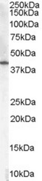 HSD3B1 Antibody in Western Blot (WB)