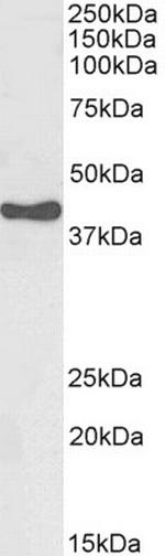 HSD3B1 Antibody in Western Blot (WB)