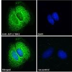 IBA1 Antibody in Immunocytochemistry (ICC/IF)