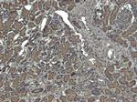 Catalase Antibody in Immunohistochemistry (Paraffin) (IHC (P))