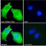 GRP94 Antibody in Immunocytochemistry (ICC/IF)