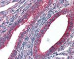 GRP94 Antibody in Immunohistochemistry (Paraffin) (IHC (P))