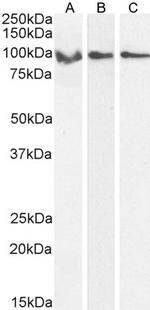 GRP94 Antibody in Western Blot (WB)