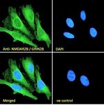 NMDAR2B Antibody in Immunocytochemistry (ICC/IF)