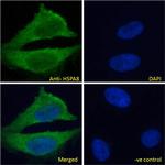 HSC70 Antibody in Immunocytochemistry (ICC/IF)