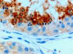 GPX4 Antibody in Immunohistochemistry (Paraffin) (IHC (P))