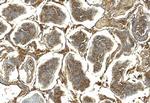 GPX4 Antibody in Immunohistochemistry (Paraffin) (IHC (P))