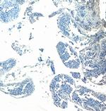 GPX4 Antibody in Immunohistochemistry (Paraffin) (IHC (P))