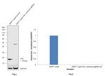 VHL Antibody in Western Blot (WB)