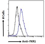 FXR1 Antibody in Flow Cytometry (Flow)