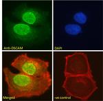 DSCAM Antibody in Immunocytochemistry (ICC/IF)