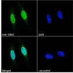 GBX2 Antibody in Immunocytochemistry (ICC/IF)