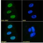 GBX2 Antibody in Immunocytochemistry (ICC/IF)