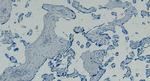 GBX2 Antibody in Immunohistochemistry (Paraffin) (IHC (P))