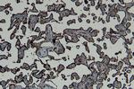 GBX2 Antibody in Immunohistochemistry (Paraffin) (IHC (P))