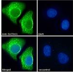 SLC7A11 Antibody in Immunocytochemistry (ICC/IF)