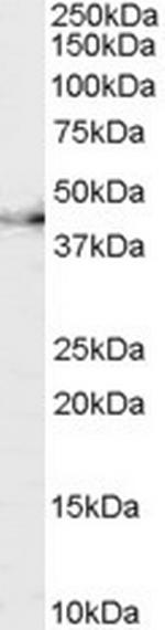 CNTFR Antibody in Western Blot (WB)