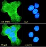 GPSM2 Antibody in Immunocytochemistry (ICC/IF)