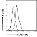 OGT Antibody in Flow Cytometry (Flow)