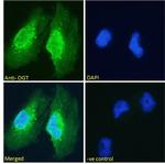 OGT Antibody in Immunocytochemistry (ICC/IF)