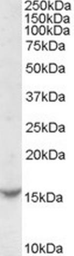 TCL1A Antibody in Western Blot (WB)