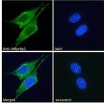 TIP47 Antibody in Immunocytochemistry (ICC/IF)