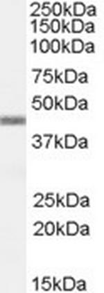 APOBEC3G Antibody in Western Blot (WB)