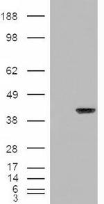 AIP Antibody in Western Blot (WB)