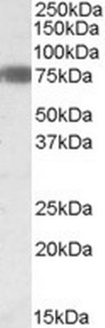 EBF1 Antibody in Western Blot (WB)