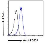 GABPB2 Antibody in Flow Cytometry (Flow)