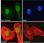 GABPB2 Antibody in Immunocytochemistry (ICC/IF)