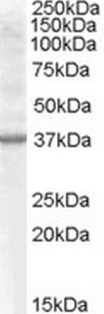 Renalase Antibody in Western Blot (WB)