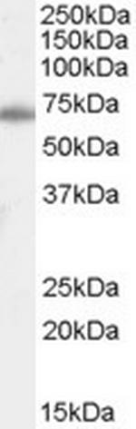 Ku70 Antibody in Western Blot (WB)