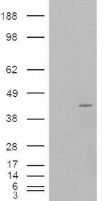 NCF4 Antibody in Western Blot (WB)