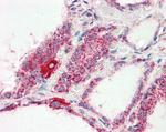 COX4 Antibody in Immunohistochemistry (Paraffin) (IHC (P))