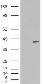 PCBP4 Antibody in Western Blot (WB)