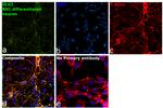 SAP97 Antibody in Immunocytochemistry (ICC/IF)