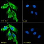 SAP97 Antibody in Immunocytochemistry (ICC/IF)