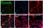 SAP97 Antibody