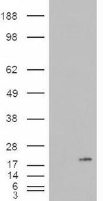 PLA2 Antibody in Western Blot (WB)