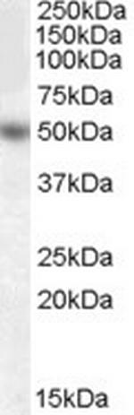 EGR4 Antibody in Western Blot (WB)